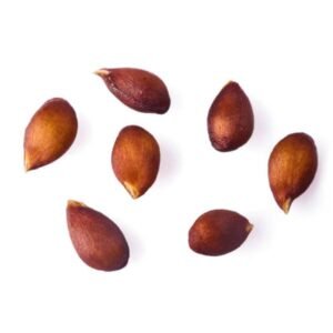 Quince Seeds | Bahi Dana | بہی دانہ