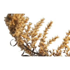 Wormwood | Afsanteen | افسنتین
