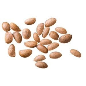 Almond | Badam Desi | بادام دیسی
