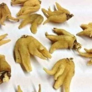 Dactylorhiza | Salab Panja | ثعلب پنجہ