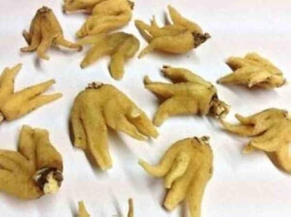 Dactylorhiza | Salab Panja | ثعلب پنجہ