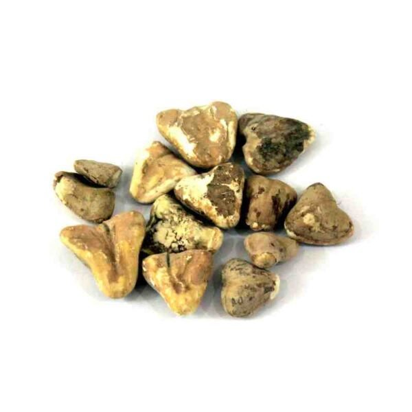 Water Chestnut | Singhare | سنگھاڑے