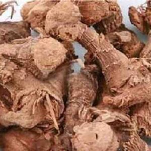 Greater Galangal | Khulanjan | خولنجان