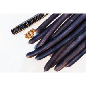 Cassia Fistula | Amaltas | املتاس