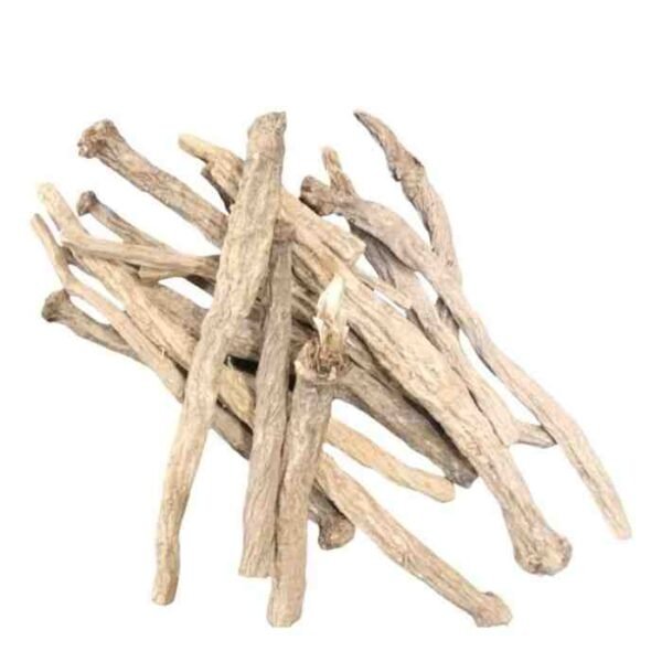 Root Pyrethrum | Aqar Qarha | عقر قرحا