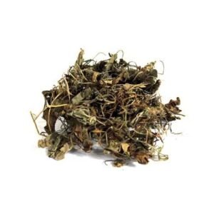 Wood Violet | Gul Banafsha | گل بنفشہ